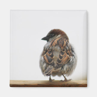 House sparrow photography magnet