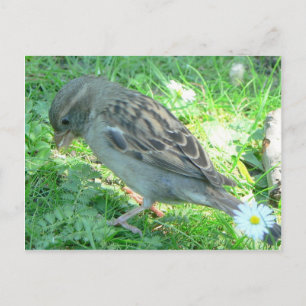 House Sparrow Postcard