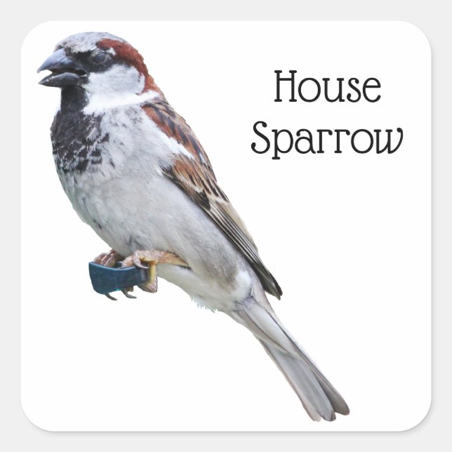 House Sparrow Square Sticker (Front)