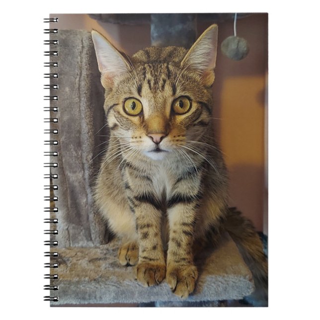 House Tiger Notebook (Front)