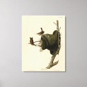 House Wren from Audubon's Birds of America Canvas Print