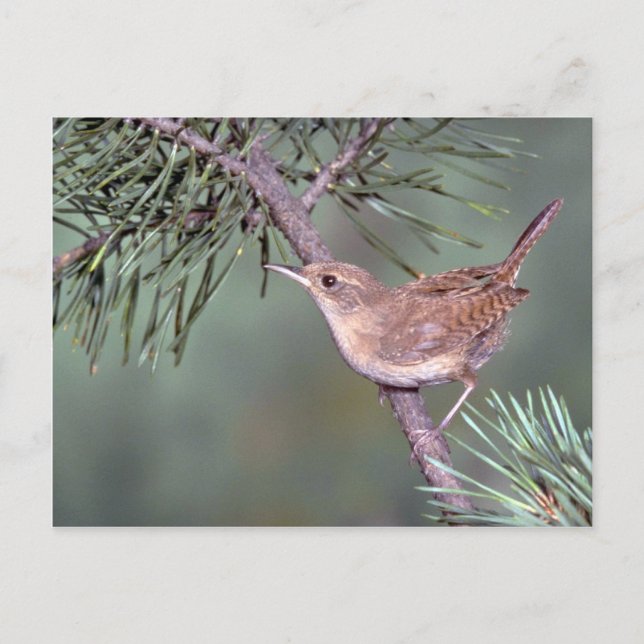 House Wren Postcard (Front)