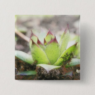 Houseleek - Sempervivum 15 Cm Square Badge