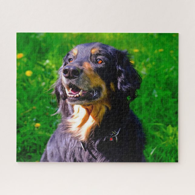 Hovawart Dog. Jigsaw Puzzle (Horizontal)