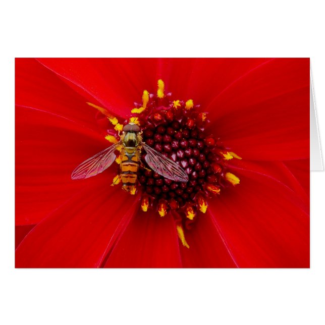 Hover Fly on a Dahlia (Front Horizontal)
