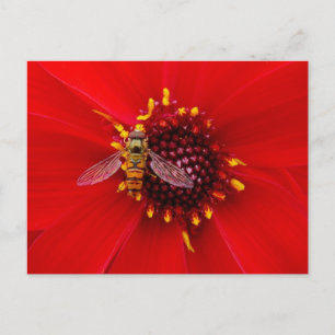 Hover Fly on a Dahlia Postcard