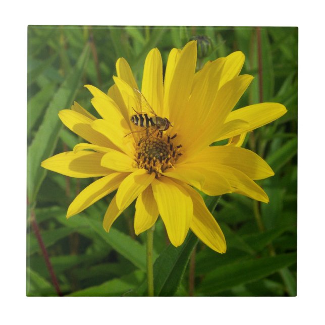 Hover Fly on a Yellow Chrysanthemum Tile (Front)