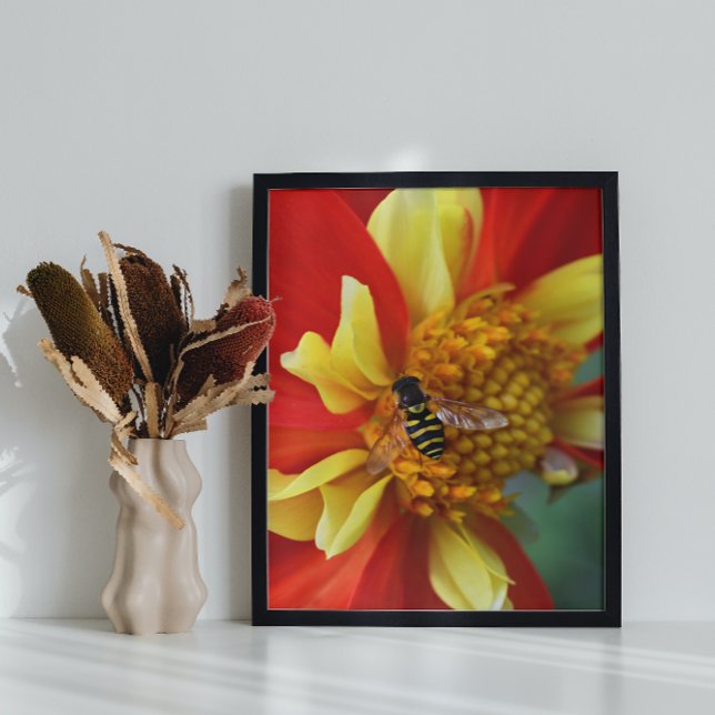 Hover Fly on Collarette Dahlia Photo Print (In Situ Framed)