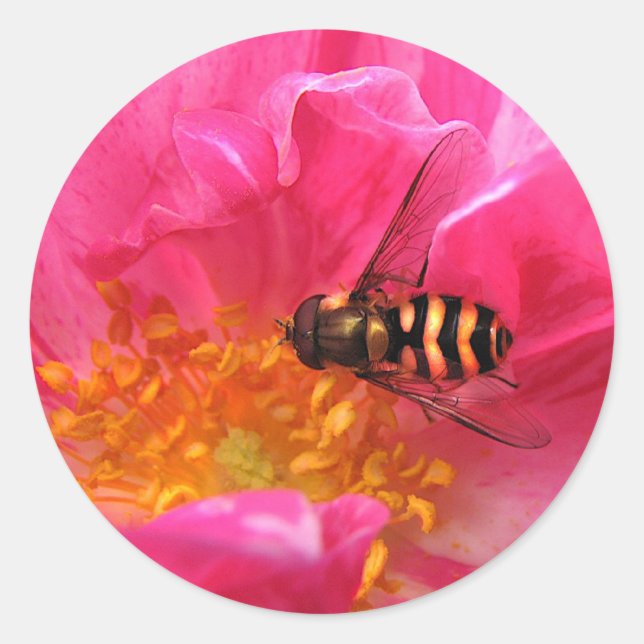 Hoverfly and Rosa Mundi Classic Round Sticker (Front)