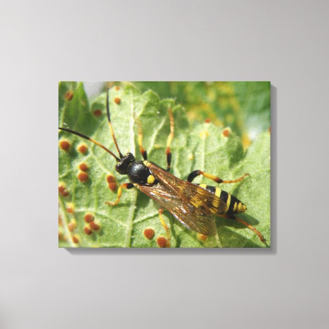 Hoverfly Canvas Print (Front)