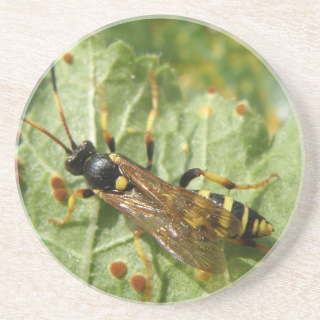 Hoverfly Coasters (Front)