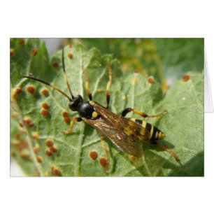 Hoverfly Greeting Card