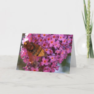 Hoverfly Greeting Card