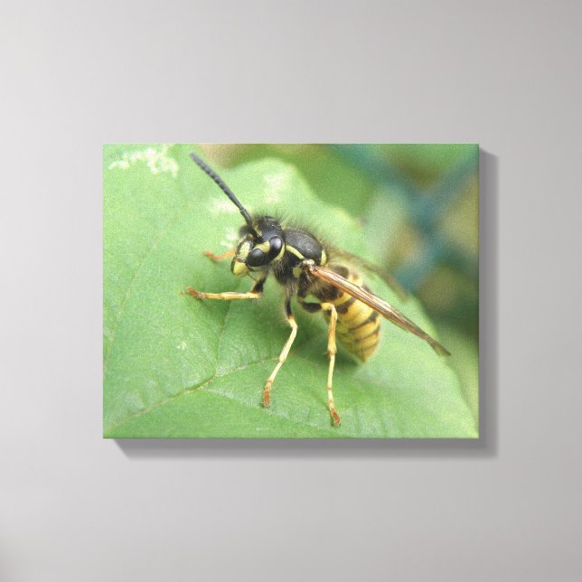 Hoverfly Macro Canvas Print (Front)