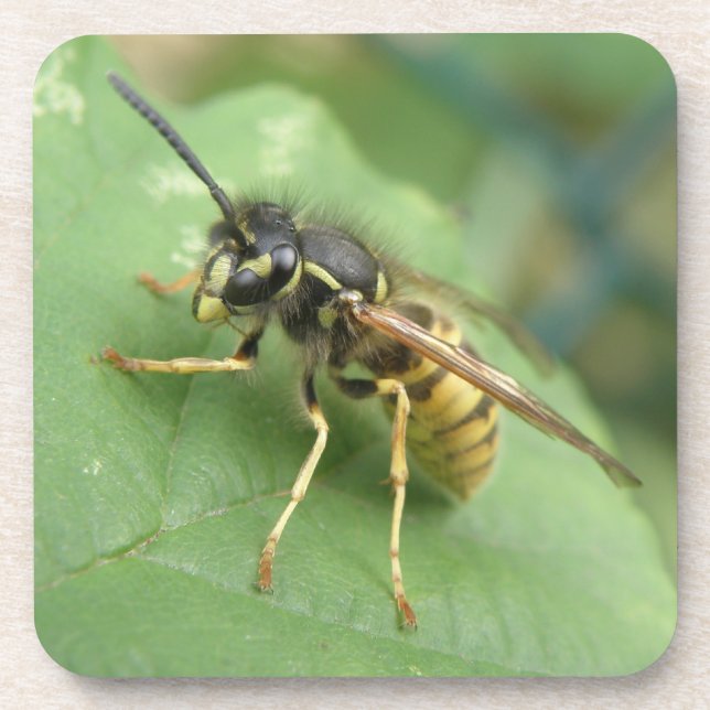 Hoverfly Macro Coaster (Front)