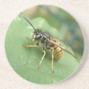 Hoverfly Macro Coasters
