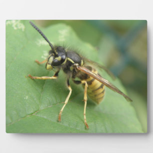 Hoverfly Macro Plaque