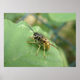Hoverfly Macro Print