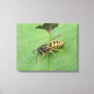 Hoverfly on a Leaf Canvas Print