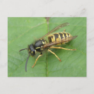 Hoverfly on a Leaf Postcard