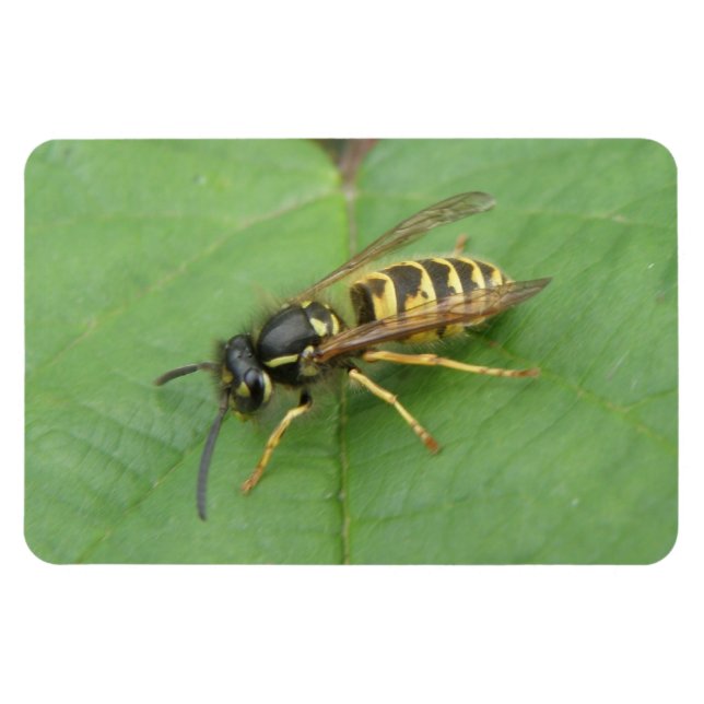 Hoverfly on a Leaf Premium Magnet (Horizontal)