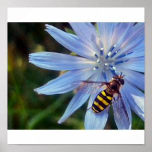 hoverfly on blue poster