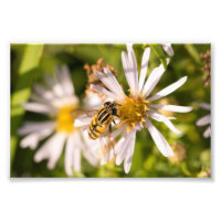 Hoverfly