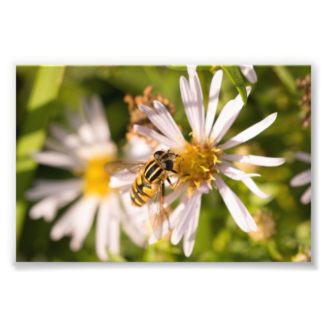 Hoverfly Photo Print (Front)