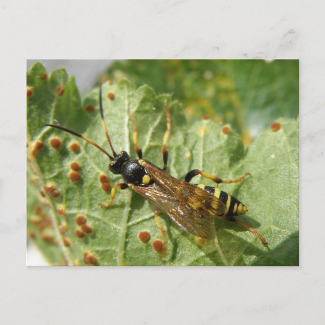 Hoverfly Postcard (Front)