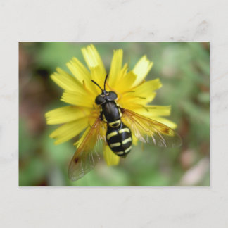 Hoverfly postcard - Chrysotoxum festivum