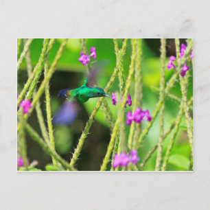 Hovering Hummingbird Blur Postcard