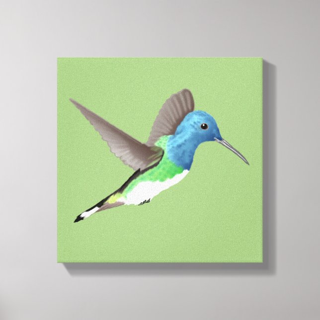 Hovering Jacobin Hummingbird - transparent.    Canvas Print (Front)