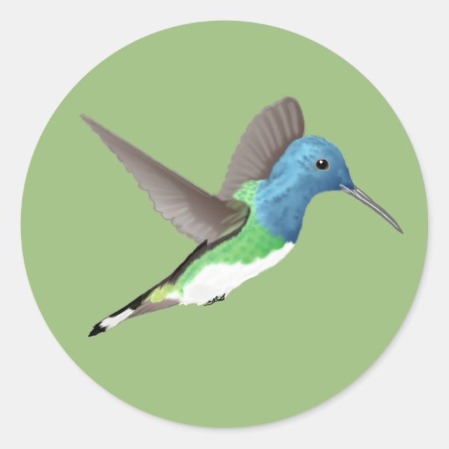 Hovering Jacobin Hummingbird - transparent.  Classic Round Sticker (Front)