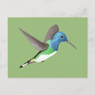 Hovering Jacobin Hummingbird - transparent. Postcard