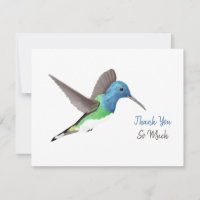 Hovering Jacobin Hummingbird - transparent. Thank