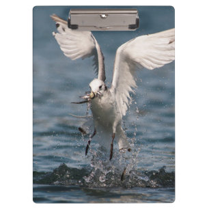 Hovering Kittiwake Clipboard