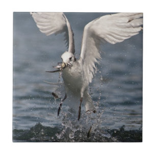 Hovering Kittiwake Tile