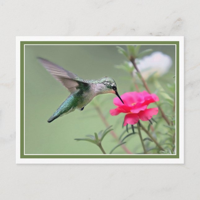 Hovering Lunch Postcard (Front)