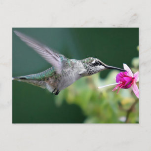 Hovering Postcard