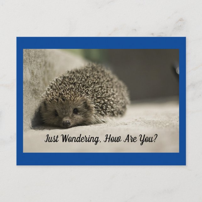 How Are You Hedgehog Postcard (Front)