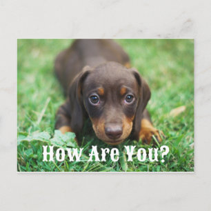 How Are You Puppy Postcard