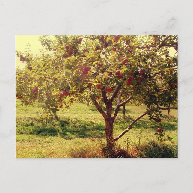 How 'bout them apples Postcard (Front)