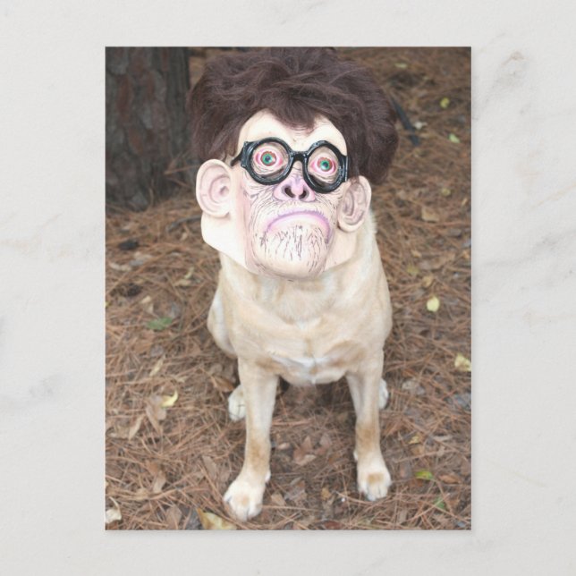 How do you like my costume? postcard (Front)