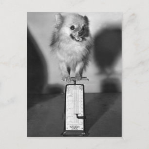 How Much Do I Weigh? Postcard