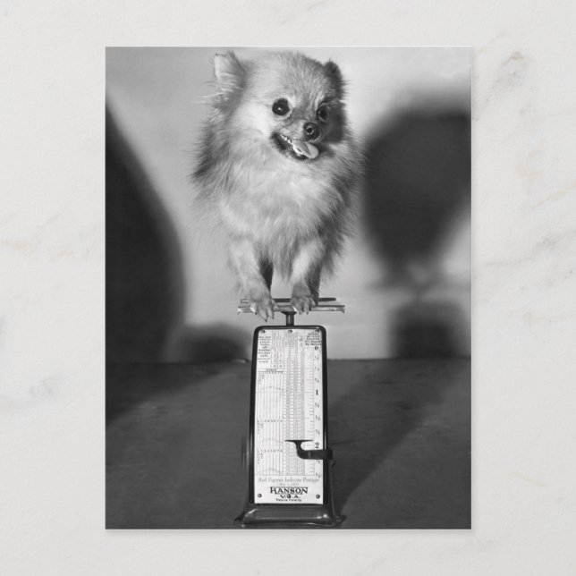 How Much Do I Weigh? Postcard (Front)