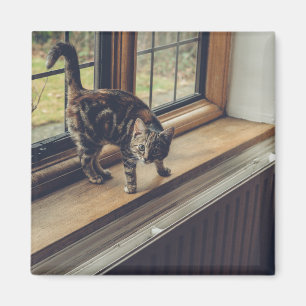 How much is that Kitty in the Window? Magnet