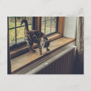 How much is that Kitty in the Window? Postcard