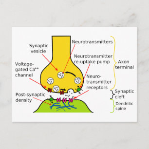 How Nerve Signals Are Sent With Synapses Diagram Postcard