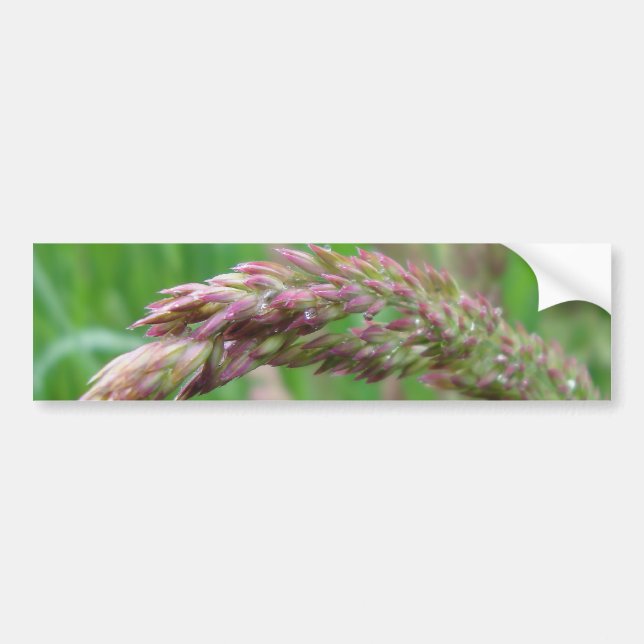 How the Grass Grows Bumper Sticker (Front)