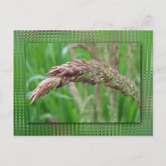 How the Grass Grows Postcard (Front)